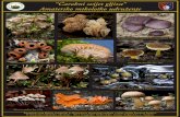 “Čarobni svijet gljiva” Amatersko mikološko udruženje · “Čarobni svijet gljiva” Amatersko mikološko udruženje Štampanje ovog plakata omogućilo je Ministarstvo prostornog