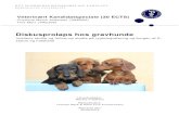 Diskusprolaps hos gravhunde¥dgivning/Specialer/... · Veterinært Kandidatspeciale (30 ECTS) Charlotte Mørck Andersen (JWM500) Tine Marx (TMC205) Diskusprolaps hos gravhunde Incidens