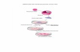 EMBRİYONİK KÖK HÜCRE İZOLASYONU VE KÜLTÜRÜ · 2014-11-01 · 8 Kök hücre kültür ortamı eğer fare embriyonik kök hücre izolasyonu ve kültürü için kullanılacak
