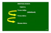 HISTOLOGIJA TKIVA Vrsta ćelija (idioblasti) Vrsta tkiva ... · 2 / 30 TKIVA TVORNA TRAJNA (meristemska) - vegetativna - reproduktivna (cvetni meristemi) - parenhimska (osnovna) -