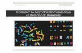 8. Kromozom Mutasyonları-Kromozom Sayısı ve Düzenindeki ...bektastepe.net/course-slides/8-kromozom-mutasyonlar.pdfÖzel Bir Terminoloji İle İfade Edilir ! Anöploidi durumunda,