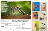 El mosquito tigre (Aedes albopictus) Cómo identificar al Mosquito tigre James Gathany/CDC Si tras una picadura el dolor persiste aplicar hielo y si aparece fiebre acudir al médico