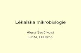 Lékařská mikrobiologie - Masaryk University · Mikrobiologie • Mikrobiologie (z řeckého micron = malý, biologia = studium života) je věda studující mikroorganismy Virologie