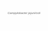 Campylobacter jejuni/coli - vscht.czold-biomikro.vscht.cz/vyuka/pm/Campylobacter_jejuni.pdf · 2011-03-28 · Campylobacter spp. úvod Termotolerantní kampylobaktery známe jako