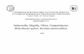 Salmonella, Shigella, Vibrio, Campylobacter, Helicobacter ... 5.pdf · campylobacter jejuni: patogenia • habitante normal del tubo digestivo de vertebrados (ganado y aves de corral)