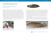 Flat dammussla - Swedish Museum of Natural History · undersökningar har musslans larver (glochidier) iden-tifierats på stensimpa och gärs, men även på öring och hotkategori: