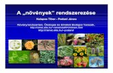 A „növények”rendszerezéseramet.elte.hu/~podani/NOVR1.pdf · Ordo plantarum… Virág (pl. ötszirmúak) és termés ... Foraminifera Radiolaria Glaucophyta Rhodophyta Chlorophyta