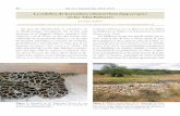 La culebra de herradura (Hemorrhois hippocrepis en …2)_[240]_14_Speci26.pdfpreliminars del projecte pilot de control de serps a l’illa d’Eivissa. Monografies de la Societat d’Història