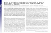 Roles of epithelial cell-derived periostin in TGF ... · PDF file Roles of epithelial cell-derived periostin in TGF-β activation, collagen production, and collagen gel elasticity