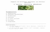 Pages Persos Chez.com - Rapport de Botanique …sophiasapiens.chez.com/biologie/TP-Biologie/Botanique... · Web viewMots clés Dioïque, Poil urticant, Analyse florale, Plante hôte,