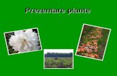 Prezentare plante - pepiniera · • Plantare: toamna departe de celelalte plante pentru ca ii cresc lastari. Se planteaza o parte barbateasca pentru 5 arbusti de parte femeiasca.