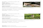  · Web viewRenard roux Vulpes vulpes Description : morphologie de l’espèce, taille, …. Habitat : milieux …. Zone de reproduction, de repos … Si plante, type de sol, Définir