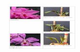 品番 写真の 6 バルブ株 21,000 円C.labiata fome Blue-Ring'Misato' SP-BS/CSS coerulea タイプ、花弁は淡紫色リップは濃い紫色が 中心部分に入る 品番L-04