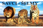 SAVCI - ŠELMY · 2018-03-15 · Medvědovité šelmy • velké šelmy • největší žijící šelmy • postrádají obličejovou mimiku (nepozná se, zda se chystají zaútočit)