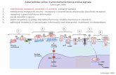 1. membranski receptorji, povezani z G proteini (utišanje ...ibk.mf.uni-lj.si/teaching/biokemija1/predavanja/predavanje31R12.pdf · celični cikel. • Onkoproteini so tako spremenjeni