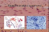 Tkanivo svalové a nervové - uniba.sk · stavovcov, v spinálnych gangliách nižších stavovcov). 3) Pseudounipolárne – pôvodne bipolárne, v priebehu ontogenézy sa oba výbežky