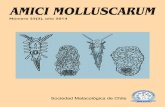 AMICI MOLLUSCARUMsa8dcaa2c12d75839.jimcontent.com/download/version/1436975243/module... · Amici Molluscarum es una revista de publicación anual bilingüe, editada por la Sociedad
