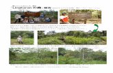 Lingkaran の森 報告 年 月3日訪問） ㈱ビーボコーポ …vivo.co.jp/img/Lingkaran_now.pdf「Lingkaran の森」報告（2012 年4 月3日訪問） ビーボコーポレーション