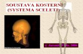 b) spojení pohyblivé — kloubní (articulatio) Anatomie kloubu "Z' rvB MORFOLOGIE KOSTI kosti dlouhé (humerus, femur, ulna, radius.. kosti krútké (ossa manus, pedis, vertebrae)