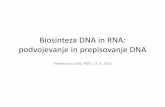 Biosinteza DNA in RNA: podvojevanje in prepisovanje DNA · 2019-03-20 · • Pri evkariontih transkripcija poteka v jedru, pri prokariontih pa v citoplazmi. oyer, Temelji biokemije,