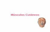 Músculos Cutáneos - Clases Particulares 092686953 · Elevador superficial del ala de la nariz y del labio Extendido en el surco naso-geniano, desde el reborde interno de la órbita