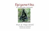 Epigenetika - University of Ljubljana · • Genomski imprinting • Razlike v konformaciji kromatina (DnaseI) Callipyge – polar overdominance The mutation responsible for the callipyge