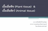 เนื้อเยื่อพืช ( Plant tissue) · 2016-09-22 · แบ่งเซลล์ท าให้ล าต้นยืดยาวพบในพืชใบเลี้ยงเดี่ยว
