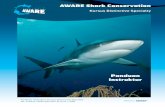 AWARE Shark Conservation · Pengembangan pengetahuan dapat disajikan sebagai program edukasi mandiri untuk non-penyelam yang akan diakui dengan Sertifikat Partisipasi Program AWARE