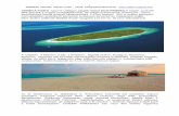 SONEVA FUSHI Igazi 6 csillagos · 2017-04-24 · ADMIRAL TRAVEL utazási iroda : email: info@admiraltravel.hu 1 SONEVA FUSHI Igazi 6 csillagos szuper luxus ECO-FRIENDLY sziget, azoknak