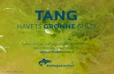 Tang – en bæredygtig ressource - BIG BANG · tang havets grØnne guld lone thybo mouritsen, leder for forskning helle thuesen, skoletjenesten - besØg vores stand bigbang 2. april
