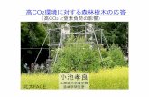 高CO 環境に対する森林樹木の応答occco.nies.go.jp/101112ws/pdf/Koike101112.pdf高CO2環境に対する森林樹木の応答 （高CO2 と窒素負荷の影響） 小池孝良
