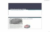 Mitokondrial DNA - docs.neu.edu.trdocs.neu.edu.tr/staff/umut.fahrioglu/Mitokondrial DNA 2015_4.pdfİnson mitokondri genomunun ... •Fenotipi kronik progresif eksternal oftalmoplejiye