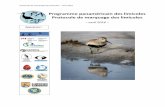 Programme panaméricain des limicoles Protocole de marquage ... · Protocole de marquage des limicoles – avril 2016 . Lesley-Anne Howes, Service canadien de la faune, Environnement