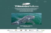Taller para el análisis de la viabilidad de · 2013-05-15 · Taller para el análisis de la viabilidad de la población y el hábitat del tiburón ballena (Rhincodon typus): estrategias