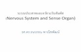 Nervous System and Sense Organ) - Kasetsart University · 2019-01-23 · ระบบประสาทรอบนอกเปรียบเทียบกบระบบประสาทสั
