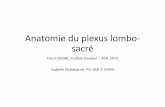 Anatomie du plexus lombo-sacré´me-d-Etude... · Anatomie du plexus lombo‐ sacré Cours DESAR, module Douleur – ALR, 2015 Isabelle Etchebarne, PH, SAR 3, CFXM