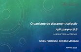 Organisme de plasament colectiv Aplicaţie practicăasfromania.ro/edu/wp-content/uploads/2017/03/LabAcad... · 2017-03-25 · Societăți de Administrare a Investițiilor Organisme