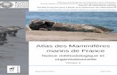 Atlas des Mammifères marins de Francespn.mnhn.fr/spn_rapports/archivage_rapports/2013/SPN 2013... · 2016-12-09 · L’atlas synthétise prioritairement les données d’observation