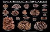 herbarium.ucdavis.eduherbarium.ucdavis.edu/pdfs/Posters/Seed_Cones_of_California_Pines.pdf · Pinus attenuata PONDEROSA Pinus ponderosa PARRY PINYON Pinus quadrifolia FOXTAIL Pinus