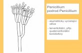 Penicillium podrod Penicillium - Univerzita Karlova · 2014-07-20 · Penicillium expansum Kolonie: Poměrně rychle rostoucí, šedozelené, s drobně zrnitým povrchem; často se