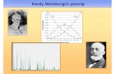 Hardy-Weinbergův princip - Masaryk UniversityHardy-Weinbergův princip Hardy-Weinberg ův princip Př.:Budeme studovat gen, který podmi ňuje délku prost ředního prstu na ruce.