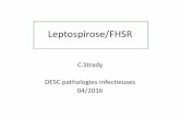 Leptospirose/FHSR - Infectiologie · – NTA ++ et infiltrat inflammatoire peu abondant – Suffusions hémorragiques médullaires inconstantes – Inflammation micovasculaire : «