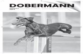 DOBERMANNDOBERMANN 3 Jälleen on dobermannit kirmanneet monissa tapahtumisa vuo-den aikana, ja tuloksia on saatu mukava nippu kirjattua. Tämä on toinen vuosikirjani, jossa olen päätöimittajana,