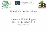 Biochimie des Protéines - EcoFoG...Biochimie des Protéines Licence STS Biologie-Biochimie UEO26 L3 Vincent Vedel Chap. 7 : Interactions protéiques 7.1 Interactions protéines-protéines