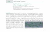 Spirulina – ljekovita cijanobakterija · 2019-04-30 · (modrozelene alge) karakteristične morfologije. Najčešće uzgajane vrste spiruline u svijetu su vrste A. platensis i A.