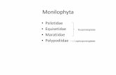 Monilophyta...Životni ciklus Psilotuma Sinangija (od 3 sporangije) Presjek kroz sinangiju spore (n) mejoza Klijanje Gametofit (vodi podzemni na čin života i sav je prekriven rizoidima)