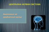 Анатомия на гръбначния мозъкanatomy.plcnet.org/files/Lectures/Dentalna_2/esen_2018... · 2018-10-22 · • приплеснат предно-задно цилиндър
