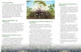Unsa ang bakhaw? Ang bakhaw o mangrove mao’y mga klasemrdp.da.gov.ph/publications/bakawan.pdf · sa industriya ug panimalay, sama sa mga bug-at nga metal ug uban pang makahilo nga