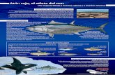 Atún rojo, el atleta del mar - Ecologistas en Acción · 2007-07-25 · es indiferente que la especie esté en peligro, el stock sobreexplotado, el arte de pesca sea ilegal, se esté