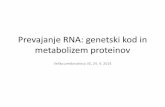 Prevajanje RNA: genetski kod in metabolizem proteinov · Bralni okvirji • Branje (translacija) mRNA poteka od 5‘-konca proti 3‘-koncu. • Prevajanje se začne na START kodonu